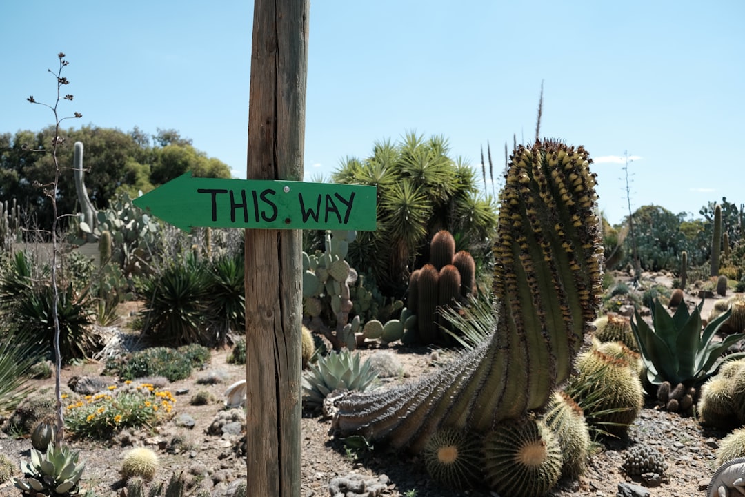 Original Animation Cel